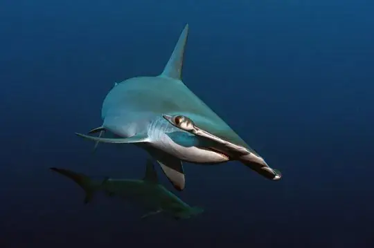 Shark Obsession – Dolce Vita