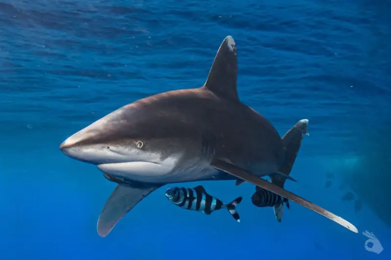 Shark Obsession – Odyssey