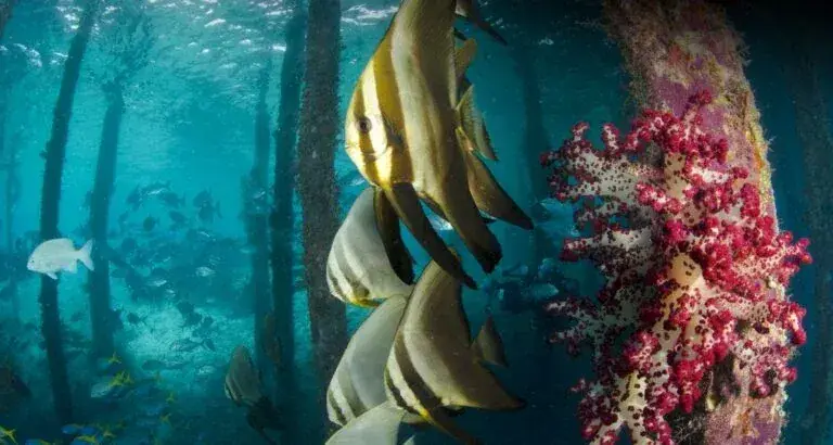 Raja Ampat 7 noches – Indo Master