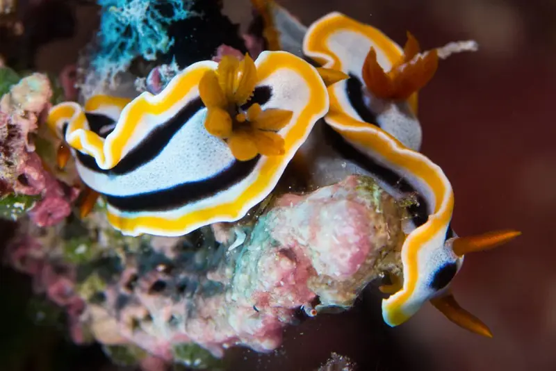 Lo mejor de las Islas Salomón – Solomons Master