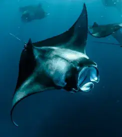 Manta Madness – Maldives Boat Club