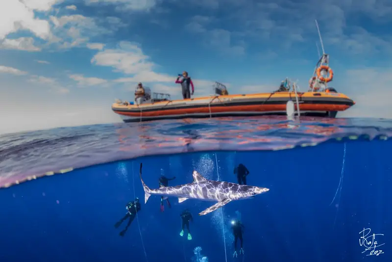 Faial: Princess Alice, tiburones azules y mantas