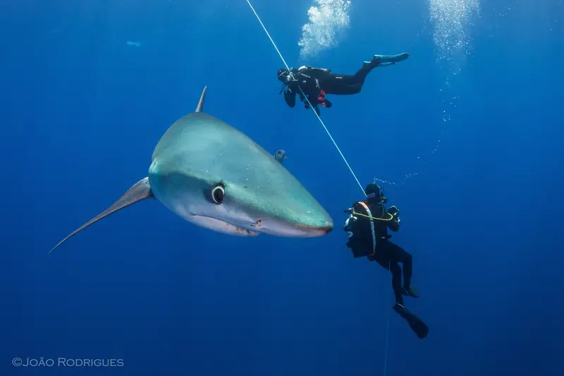 Buceo en Portugal
