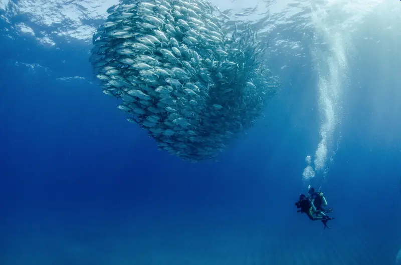 Expedición Baja California