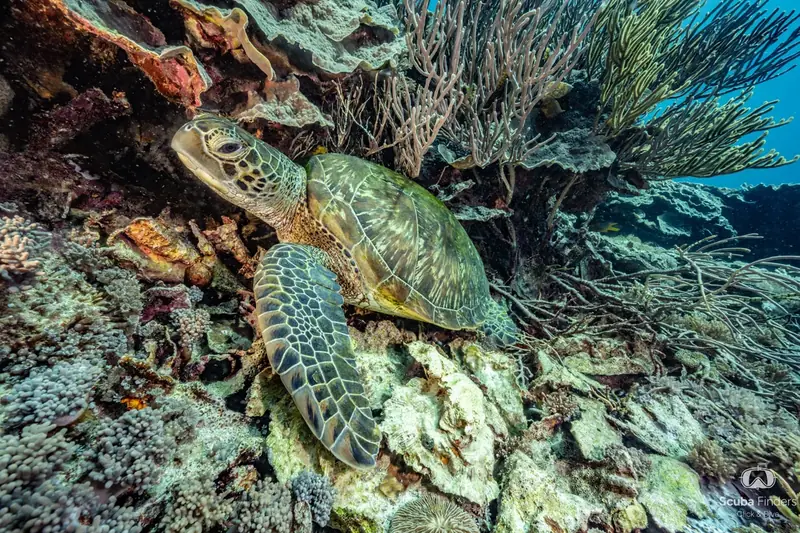Bali y Komodo · estándar