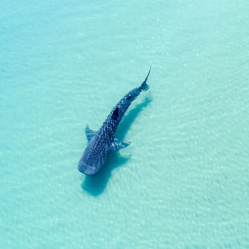 Dhangethi y Fuvahmulah: tiburón ballena y tiburón tigre