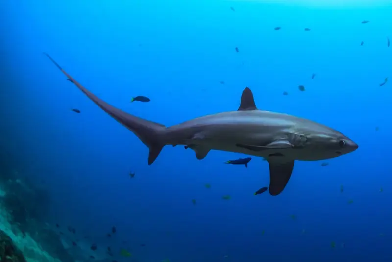 Buceo en Filipinas