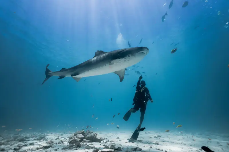Fuvahmulah Full Diving Experience · 6 noches