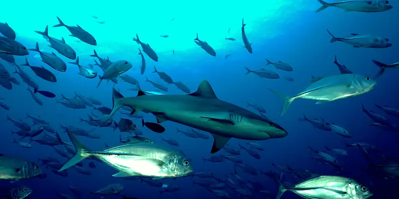 Himmafushi y Fuvahmulah