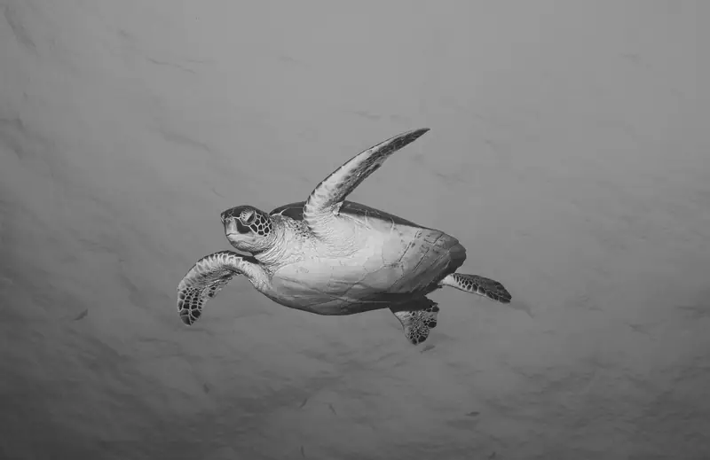 Buceo en Japón
