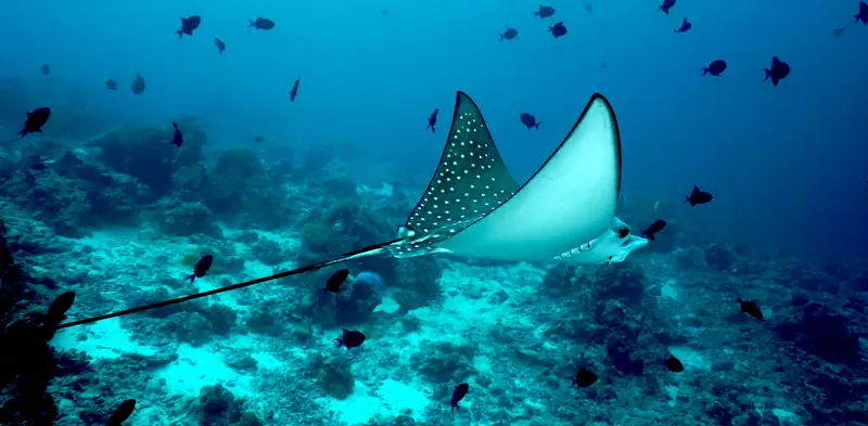 Himmafushi local diving · 7 noches