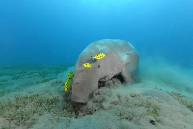 Buceo en África