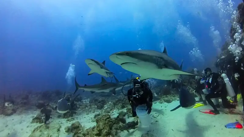 Buceo en Honduras